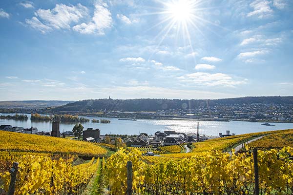 Blick von den Weinbergen auf den Rhein in Rdesheim am Rhein