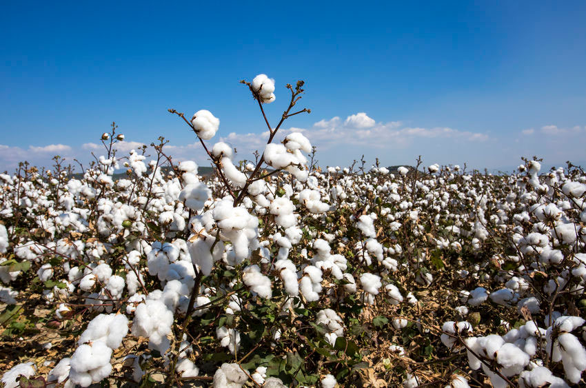 View of a cotton field - cotton is the material basis for GERMENS® shirts and blouses