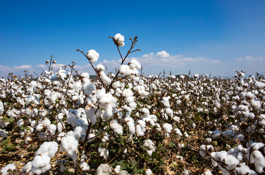 View of a cotton field - cotton is the material basis for GERMENS shirts and blouses