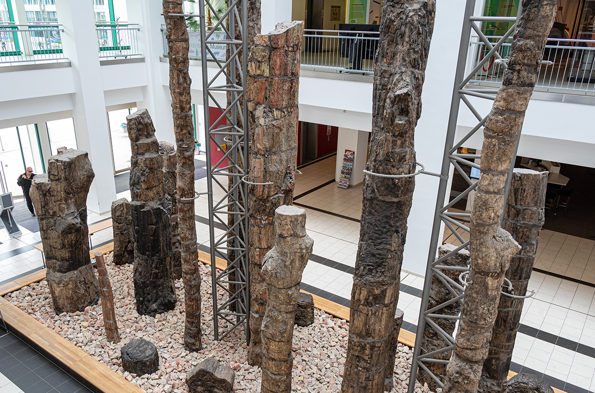 Petrified Forest in Chemnitz - Exhibition in the Atrium of the TIETZ Cultural Centre