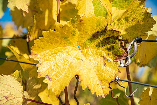 Weinanbau in Rdesheim am Rhein