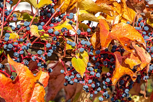 Wilder Wein in Rdesheim am Rhein