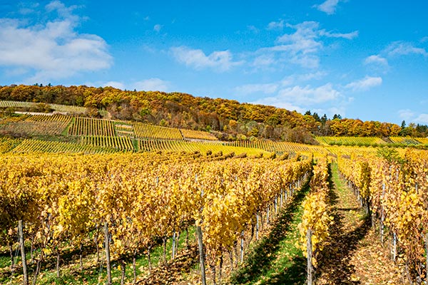 Weinberge im Herbst in Rdesheim am Rhein