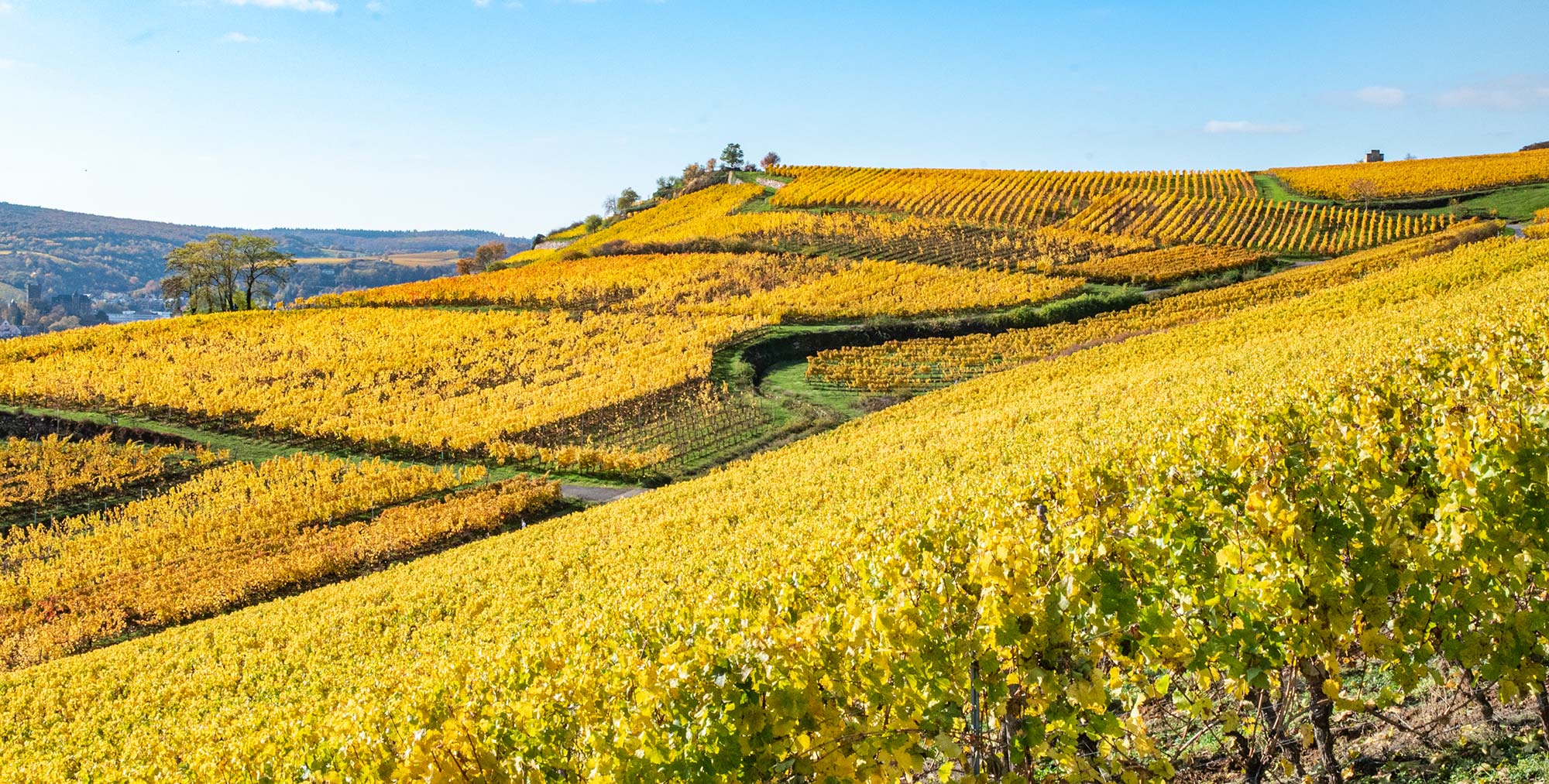 Weinberge im Herbst in Rdesheim am Rhein