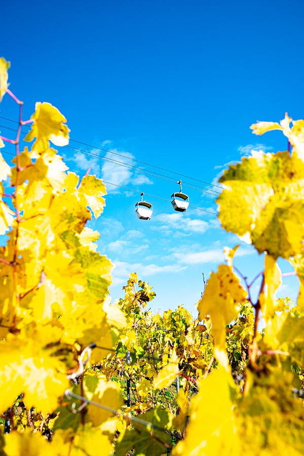 Die Seilbahn ber den Weinbergen in Rdesheim am Rhein