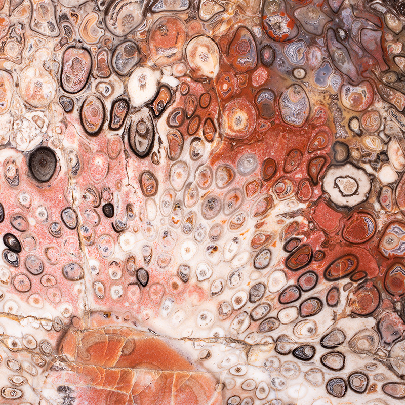 Detailansicht eines versteinerten Baumstammes im Querschnitt, © 2022, René König