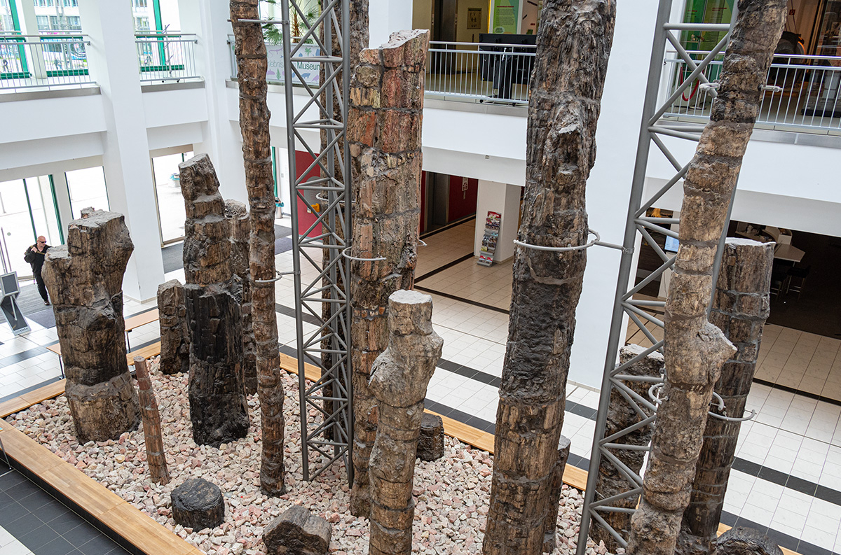 Ausstellung des versteinerten Waldes im Museum für Naturkunde Chemnitz, © 2023, René König