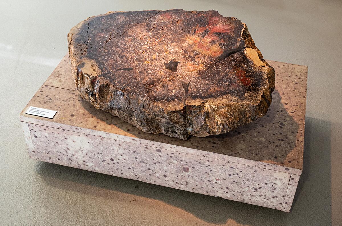 Baumscheibe eines versteinerten Baumes im Museum für Naturkunde Chemnitz, © 2023, René König