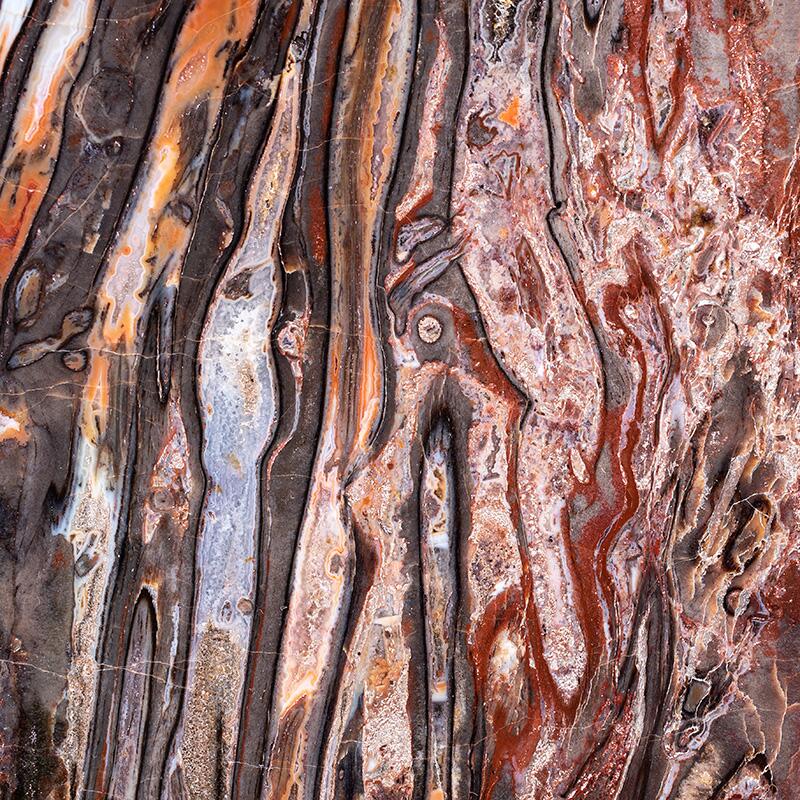 Detailansicht eines versteinerten Baumstammes im Längsschnitt, © 2022, René König