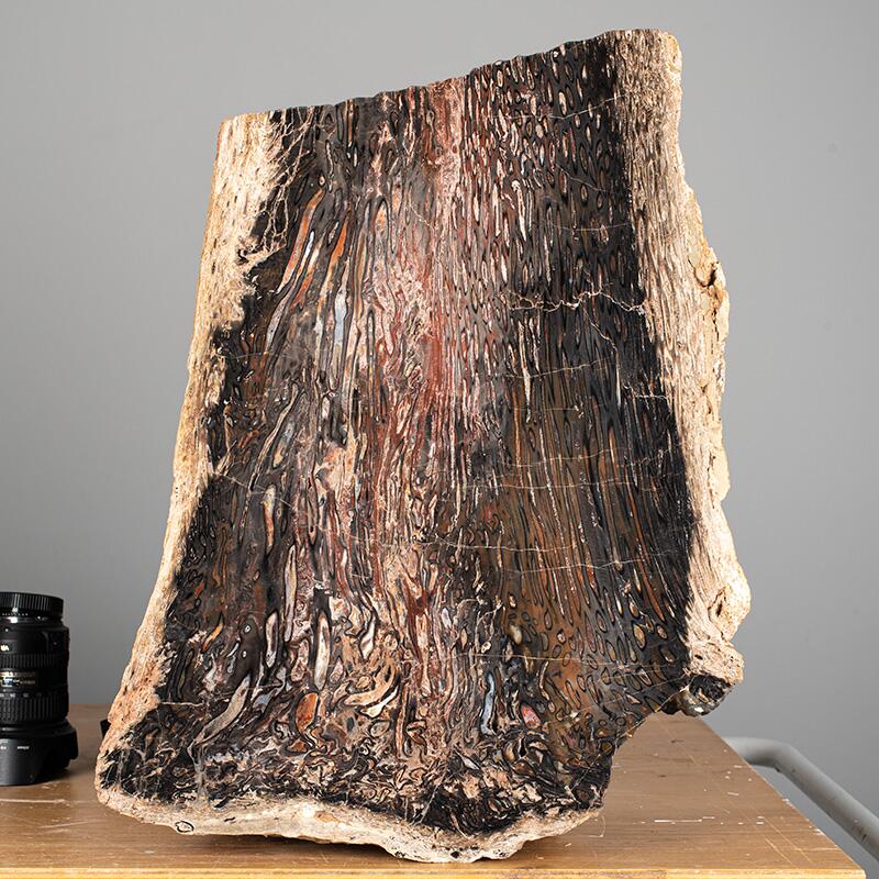 Längsschnitt eines versteinerten Baumstammes ca. 300 Millionen Jahre alt, © 2022, René König