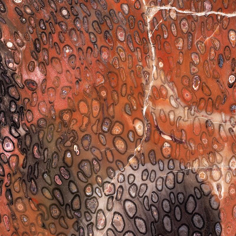 Detailansicht eines versteinerten Baumstammes im Querschnitt, © 2022, René König