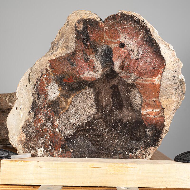 Querschnitt eines versteinerten Baumstammes ca. 300 Millionen Jahre alt, © 2022, René König
