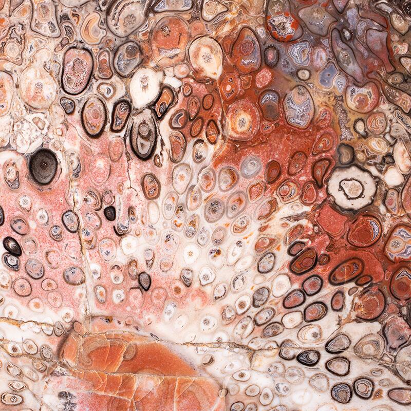 Detailansicht eines versteinerten Baumstammes im Querschnitt, © 2022, René König