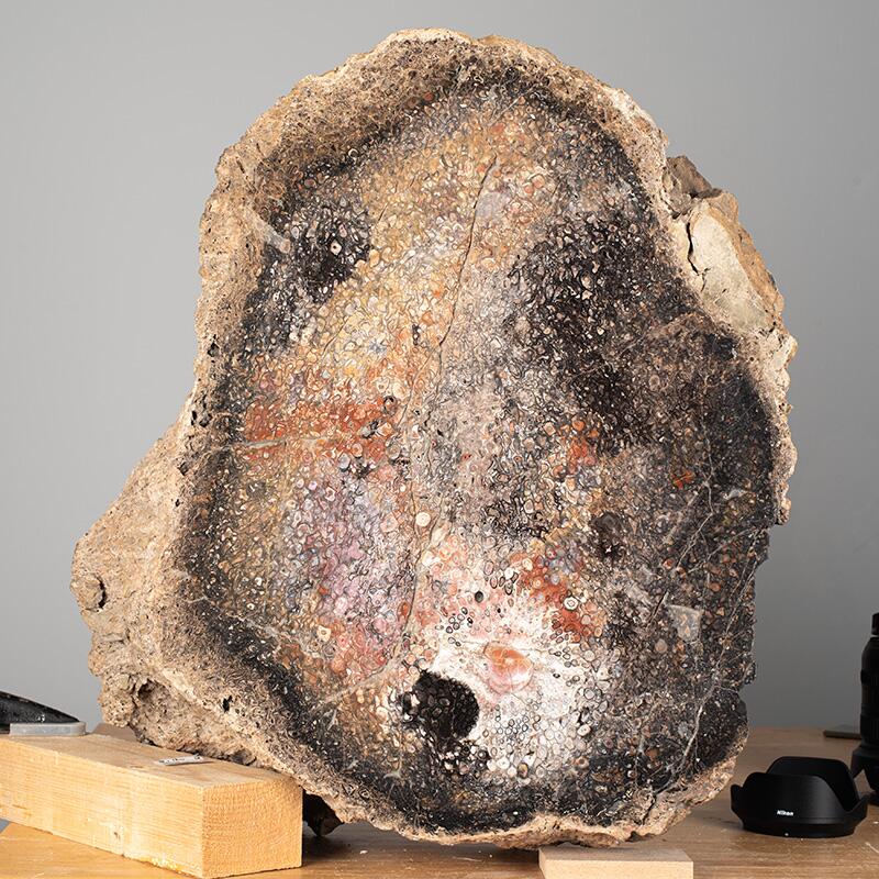 Querschnitt eines versteinerten Baumstammes ca. 300 Millionen Jahre alt, © 2022, René König