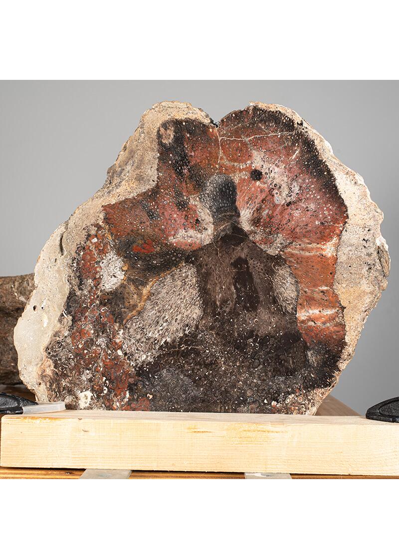 PETRIFIED FOREST CHEMNITZ 2 - Shirt with structures of petrifying tree - GERMENS