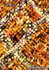 Entdecke bunte Hemden Herren MIROUGE FALL - 100 % BW